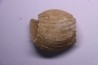 ERYMNOCERAS CORONATUM CALLOVIEN moyen germigny sur loire, 58 - FRANCE