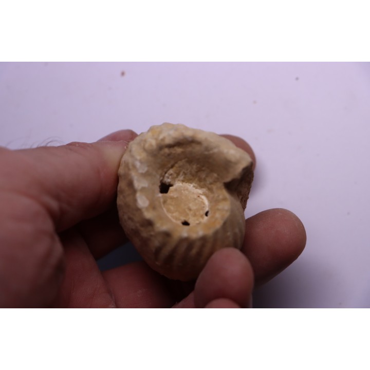 ERYMNOCERAS CORONATUM  CALLOVIEN moyen  germigny sur loire, 58 - FRANCE