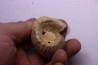 ERYMNOCERAS CORONATUM CALLOVIEN moyen germigny sur loire, 58 - FRANCE