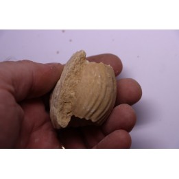 ERYMNOCERAS CORONATUM  CALLOVIEN moyen  germigny sur loire, 58 - FRANCE