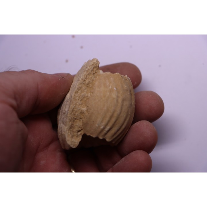 ERYMNOCERAS CORONATUM  CALLOVIEN moyen  germigny sur loire, 58 - FRANCE