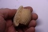 ERYMNOCERAS CORONATUM CALLOVIEN moyen germigny sur loire, 58 - FRANCE