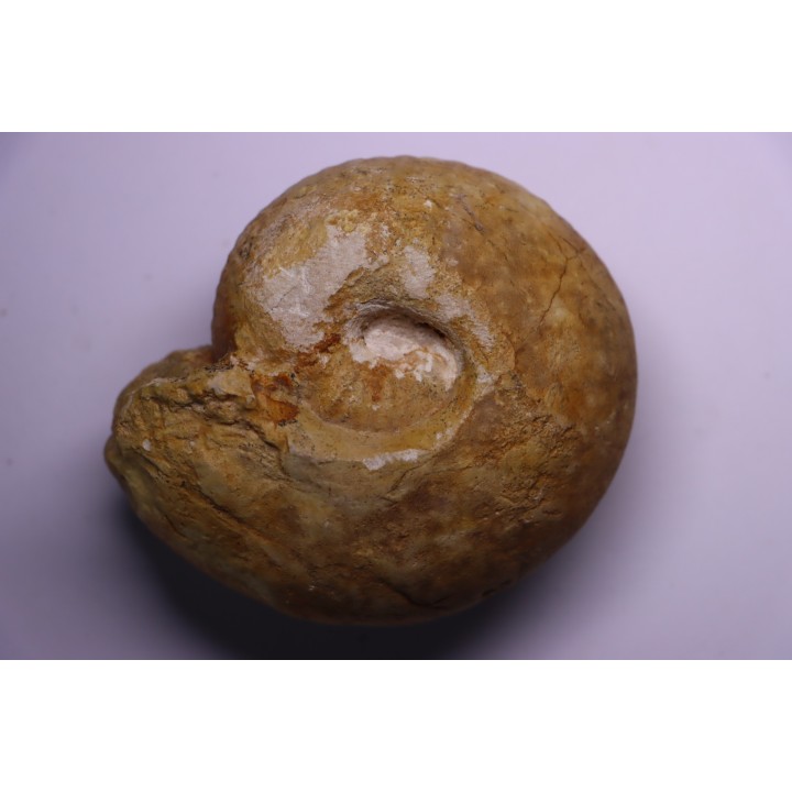 Bullatimorphites (Kheraiceras) bullatus (Orbigny 1846)  CALLOVIEN   La Creche, 79 - FRANCE