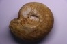 Bullatimorphites (Kheraiceras) bullatus (Orbigny 1846)  CALLOVIEN   La Creche, 79 - FRANCE