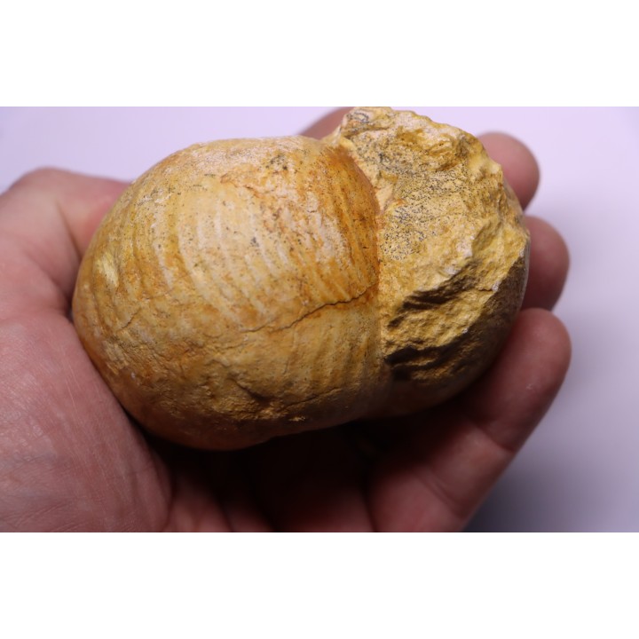 Bullatimorphites (Kheraiceras) bullatus (Orbigny 1846)  CALLOVIEN   La Creche, 79 - FRANCE