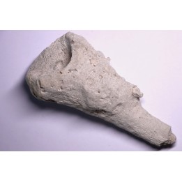 EPONGE: JEREICA MULTIFORMIS  Senonien  Paulmy, 37 - FRANCE