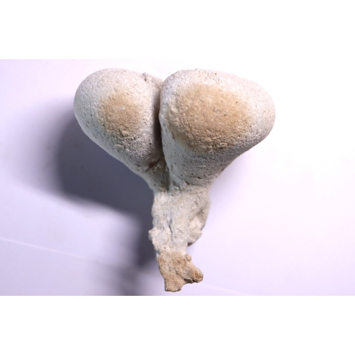 EPONGE: SIPHONIA PYRIFORMIS BIPARTITA  Senonien  Paulmy, 37 - FRANCE