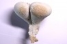 SPONGE: SIPHONIA PYRIFORMIS BIPARTITA  Senonien  Paulmy, 37 - FRANCE