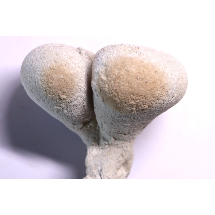 EPONGE: SIPHONIA PYRIFORMIS BIPARTITA  Senonien  Paulmy, 37 - FRANCE