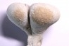 EPONGE: SIPHONIA PYRIFORMIS BIPARTITA  Senonien  Paulmy, 37 - FRANCE
