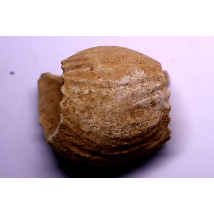 ERYMNOCERAS CORONATUM  CALLOVIEN moyen  germigny sur loire, 58 - FRANCE
