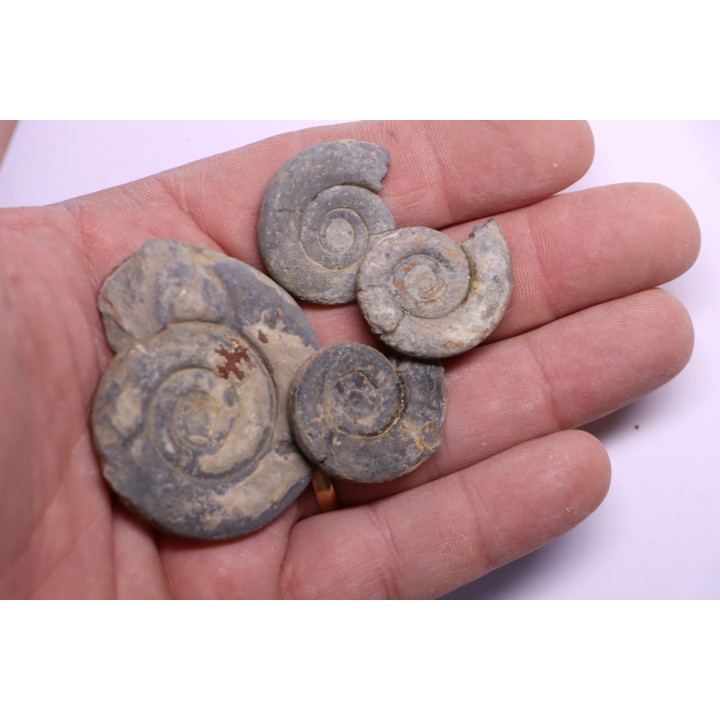 collection de 4 Nannolytoceras tripartitum (Raspail)  bathonien  Chandon - FRANCE