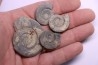 collection de 4 Nannolytoceras tripartitum (Raspail) bathonien Chandon - FRANCE