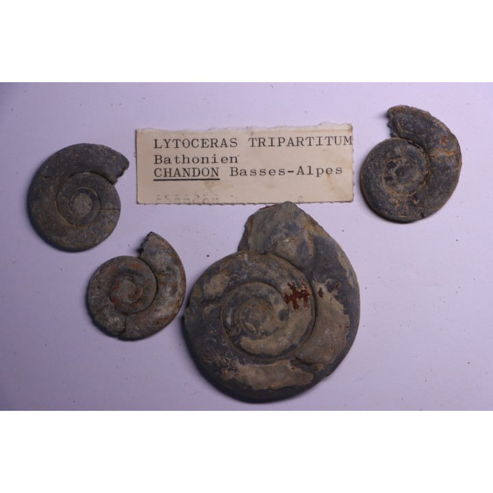 collection de 4 Nannolytoceras tripartitum (Raspail)  bathonien  Chandon - FRANCE