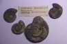 collection de 4 Nannolytoceras tripartitum (Raspail) bathonien Chandon - FRANCE
