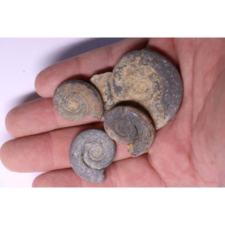 collection de 4 Nannolytoceras tripartitum (Raspail)  bathonien  Chandon - FRANCE