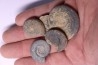 collection de 4 Nannolytoceras tripartitum (Raspail) bathonien Chandon - FRANCE