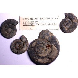 collection de 4 Nannolytoceras tripartitum (Raspail)  bathonien  Chandon - FRANCE