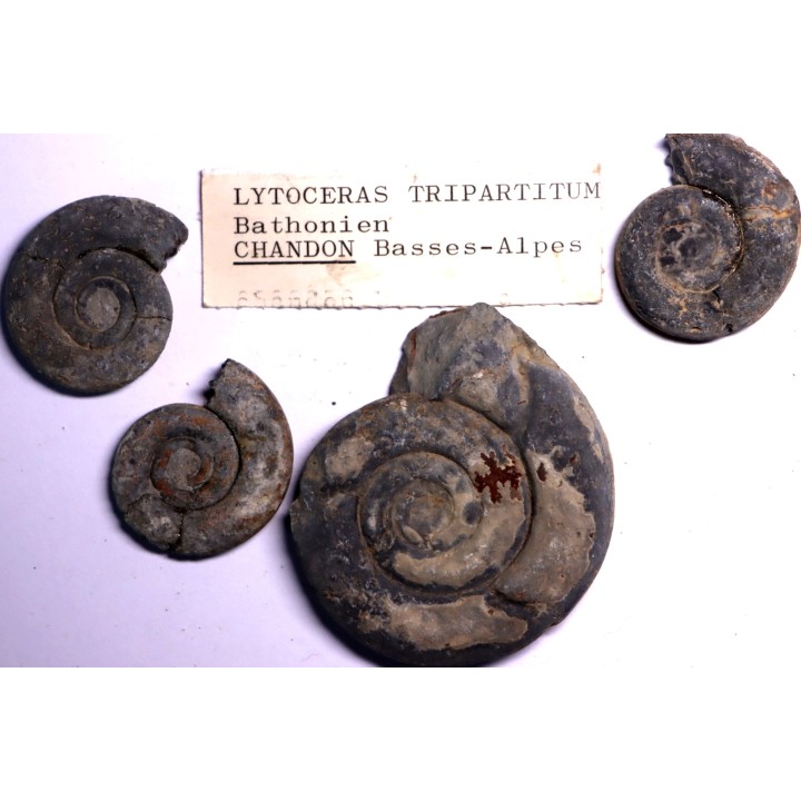collection de 4 Nannolytoceras tripartitum (Raspail)  bathonien  Chandon - FRANCE
