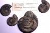 collection de 4 Nannolytoceras tripartitum (Raspail) bathonien Chandon - FRANCE