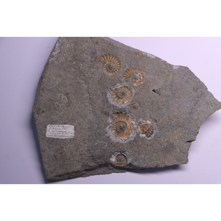Promicroceras planicosta  upper Sinemurian   Lyme Regis - UK