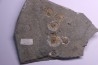 Promicroceras planicosta upper Sinemurian Lyme Regis - UK