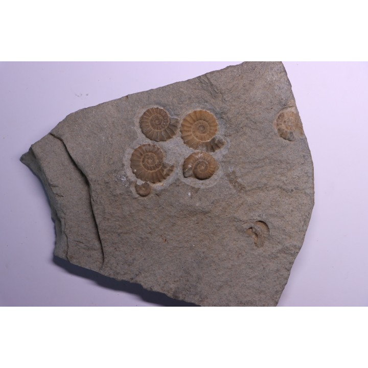 nodule à Promicroceras planicosta - Sinemurien superieur - Lyme Regis - UK
