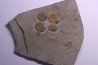 Promicroceras planicosta upper Sinemurian Lyme Regis - UK