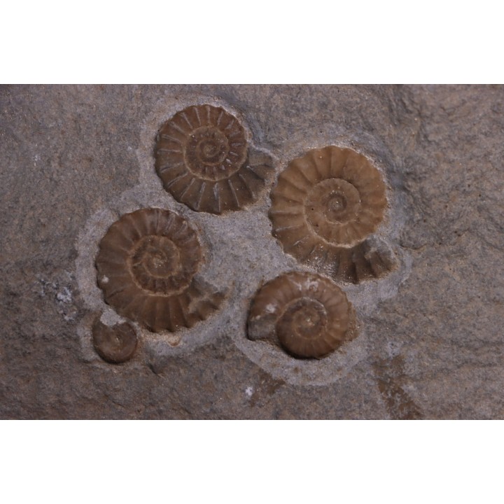 nodule à Promicroceras planicosta - Sinemurien superieur - Lyme Regis - UK