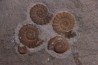 Promicroceras planicosta upper Sinemurian Lyme Regis - UK