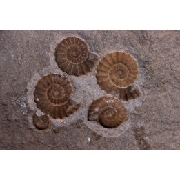 nodule à Promicroceras planicosta - Sinemurien superieur - Lyme Regis - UK