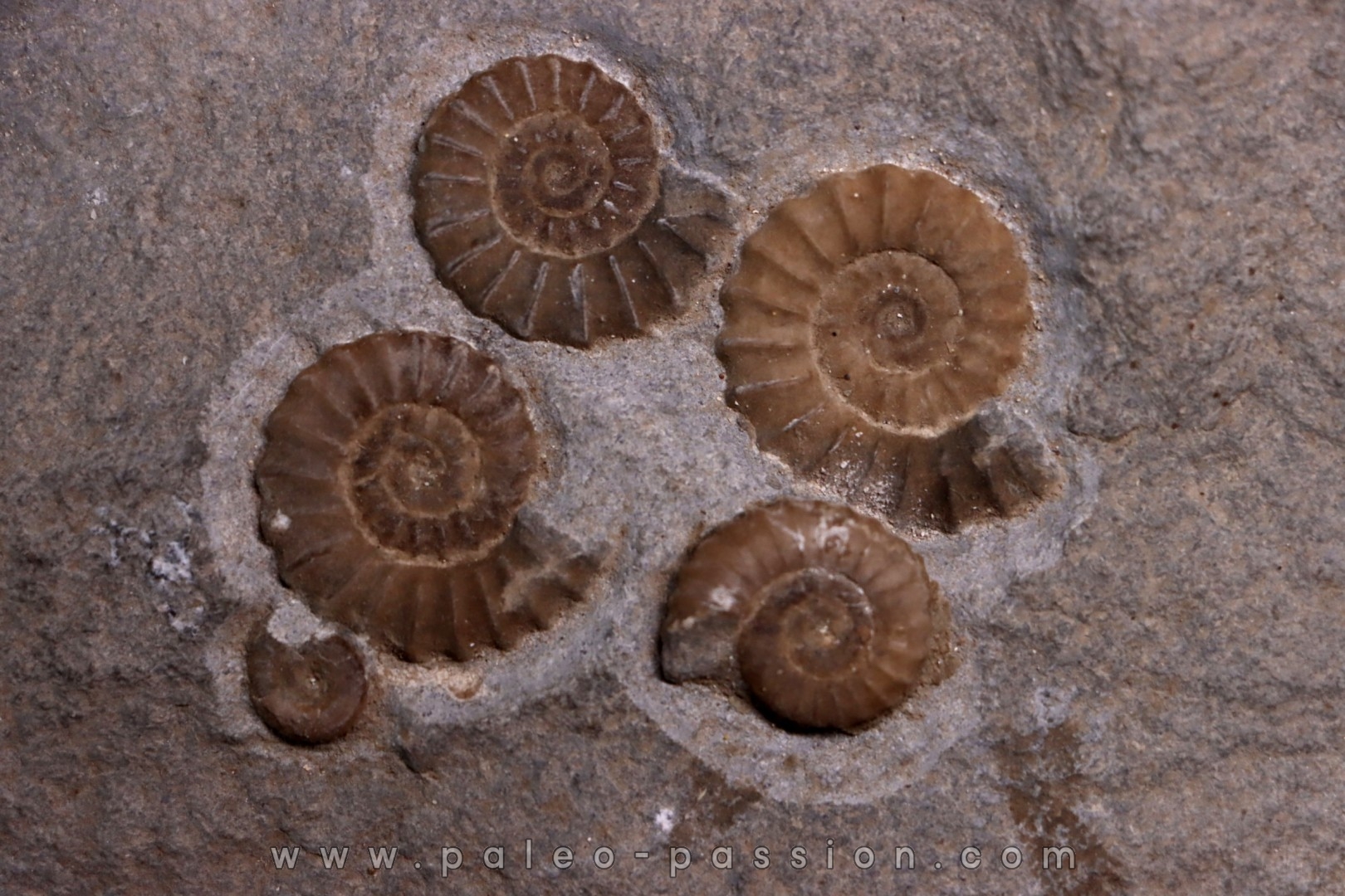 Promicroceras planicosta upper Sinemurian Lyme Regis - UK