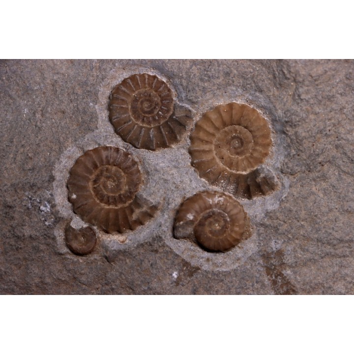 Promicroceras planicosta  upper Sinemurian   Lyme Regis - UK