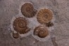 Promicroceras planicosta upper Sinemurian Lyme Regis - UK