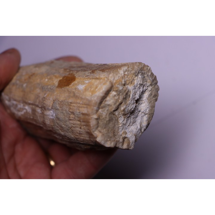 HIPPURITELLA SILCATOIDE  Santonien  La Cadiere, 83 - FRANCE