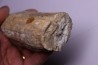 HIPPURITELLA SILCATOIDE Santonien La Cadiere, 83 - FRANCE