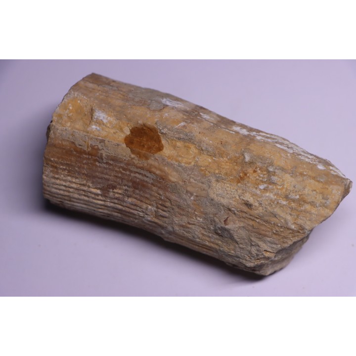 HIPPURITELLA SILCATOIDE  Santonien  La Cadiere, 83 - FRANCE