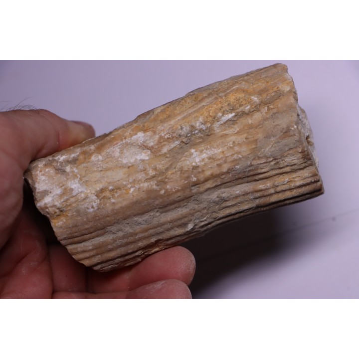 HIPPURITELLA SILCATOIDE  Santonien  La Cadiere, 83 - FRANCE