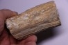 HIPPURITELLA SILCATOIDE Santonien La Cadiere, 83 - FRANCE