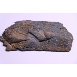 Côte de baleine avec traces de prédations  de megalodon