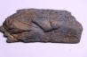 Côte de baleine avec traces de prédations de megalodon