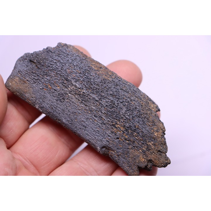 Côte de baleine avec traces de prédations  de megalodon