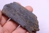 Côte de baleine avec traces de prédations de megalodon
