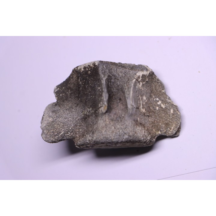 Cetacean vertebra with traces of megalodon predation