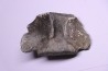 Vertebre de cétacé avec traces de prédations de megalodon