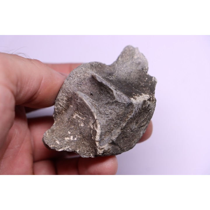 Vertebre de cétacé avec traces de prédations  de megalodon