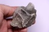 Vertebre de cétacé avec traces de prédations de megalodon