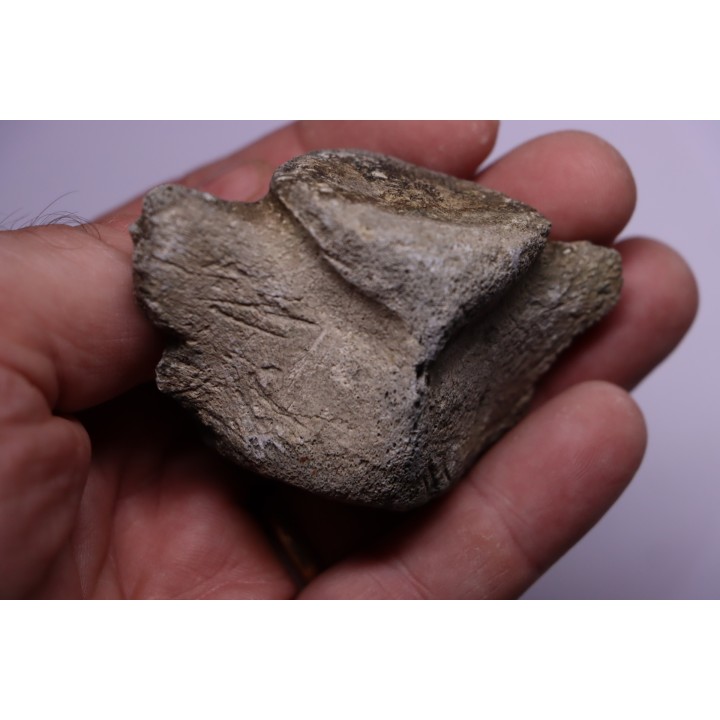 Cetacean vertebra with traces of megalodon predation