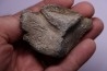 Vertebre de cétacé avec traces de prédations de megalodon