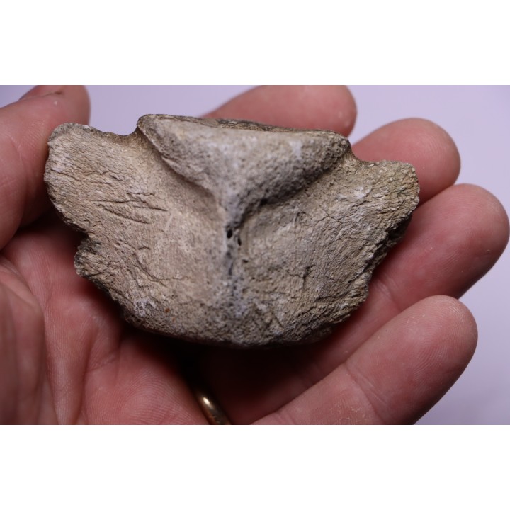 Vertebre de cétacé avec traces de prédations  de megalodon